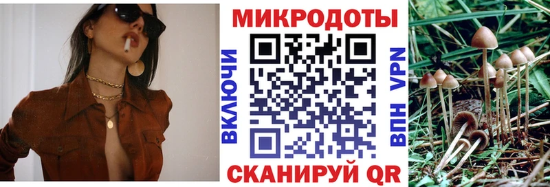 Купить  Циолковский  Псилоцибиновые грибы Psilocybine cubensis 